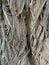 Bark on false acacia (Robinia pseudoacacia)