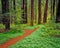 Bark filled path leads through the Prairie Creek Redwoods State Park