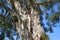 Bark of the Flax Paperbark tree or Melaleuca linariifolia in Laguna Woods, California.