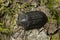 Bark-gnawing beetle, Peltis grossa on birch bark, macro photo