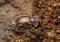Bark-gnawing beetle, Thymalus limbatus, Trogossitidae on wood