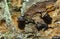 Bark-gnawing beetles, Ostoma ferruginea feeding on polypore