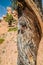 Bark of Great Basin Bristlecone Pine