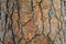 Bark of Italian Stone pine Pinus pinea. The brown bark texture of old tree as original natural texture for background