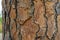 Bark of Italian Stone pine Pinus pinea. The brown bark texture of old tree as original natural texture for background