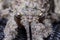 Bark katydid eye closeup stock photo