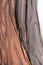 Bark layers of a Japanese red-cedar