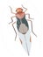 bark louse insect vector illustration transparent background