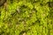 Bark and moss, wooden texture backround, brown and green tree ba