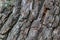 Bark oak natural foundation weathered surface part of a large tree rustic design deep streaks