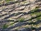 Bark of an old oak tree with green moss - as a natural background