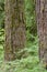 Bark from an old specimen Douglas fir