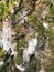 Bark of an old tree that is already covered with mushrooms, moss and mold.