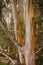 Bark peeling off an Eucalyptus tree