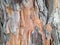 The bark of the pine tree grey orange background