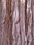 Bark of redwood tree