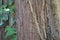 Bark of sequoia tree, Sequoiadendron giganteum, in detail