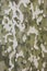 Bark of sycamore tree, natural camouflage pattern