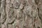 bark texture