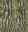 Bark texture with fluffy green moss - seamless pattern