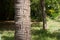 Bark texture gray hairy close up of evergreen tree Araucaria araucana, monkey tail tree, Monkey Tail Tree peven or