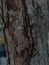 Bark tree 