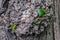 Bark tree background, texture. Poplar bark with young leaves