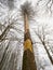Bark less tree. Bark beetle calamity damaged old spruce forest