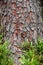 Bark tree and green grass texture background