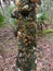 Bark of a Tree with Mushrooms - Bulow Plantation Ruins Historic State Park near Daytona - Monument