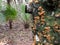 Bark of a Tree with Mushrooms - Bulow Plantation Ruins Historic State Park near Daytona - Monument