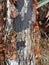 Bark of a Tree with Mushrooms - Bulow Plantation Ruins Historic State Park near Daytona - Monument