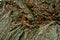 Bark of Tree Rough Surface Wavy Asian Pine Background