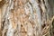 Bark of a white paperbark, Melaleuca leucadendra