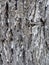 The bark of white-washed poplar close-up texture