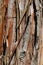 Bark wood texture of coniferous tree Cryptomeria Japonica, also called Japanese Sugi Pine, Japanese Red-Cedar or simply Sugi,