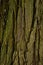 Bark wood texture of evergreen tree pacific redcedar Thuja Plicata