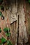 Bark wood trunk texture of dawn redwood, latin name Metasequoia Glyptostroboides with leaves and stalk of climbing common ivy Hede