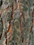 The bark is a woody pine, brown orange hollows, textured background.