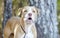 Barking American Bulldog Pitbull mixed breed dog