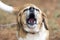 Barking Beagle dog on leash howling
