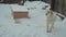 Barking chained dog in winter garden on snow
