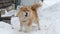 Barking chained dog in winter garden on snow