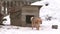 Barking chained dog in winter on snow.