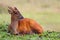 Barking deer