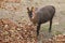 Barking Deer