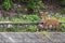 A Barking Deer