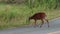 Barking deer crossing road in khao yai national park thailand