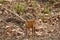 Barking deer or Indian muntjac or red muntjac or Muntiacus muntjak an antler during jungle safari at bandhavgarh national park