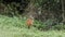 Barking deer in Khao Yai National Park Thailand